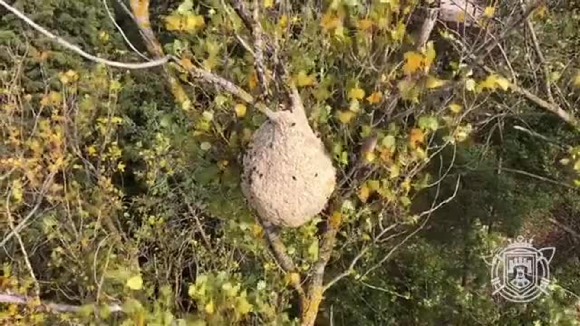 Retirada De Un Nido De Avisp N Asi Tico En Burgos Burgosconecta