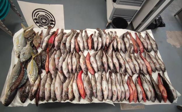 Intervienen 40 kilos de pescado en La Barranquera, en Tenerife
