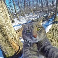 El Gato Que Se Hace Sus Propios Selfies Y Revoluciona Instagram