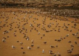 Las Gaviotas Se Convierten En Plaga El Diario Vasco