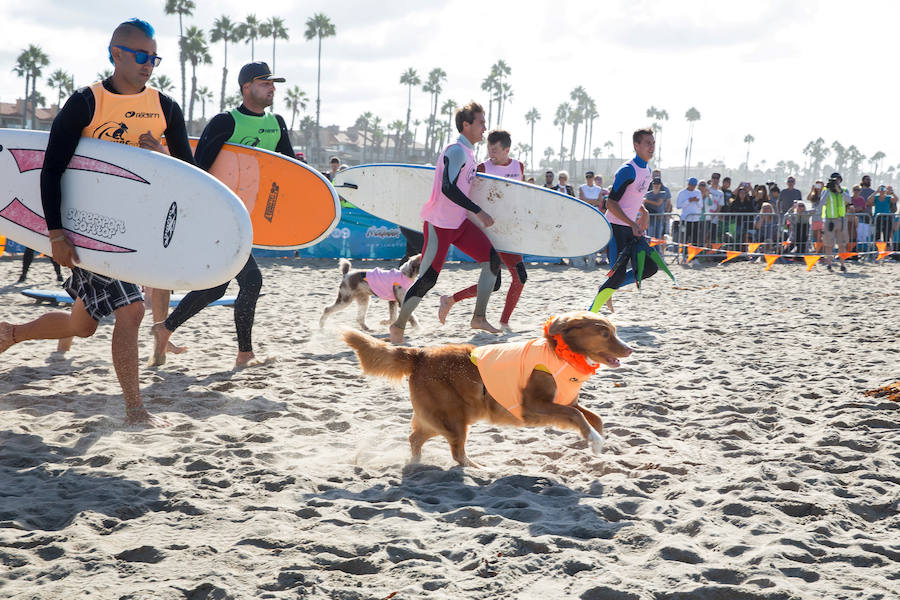 Los Surferos M S Perros El Correo