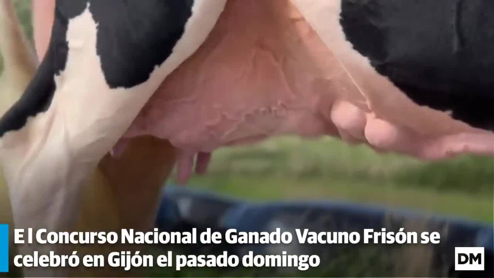 Vaca Frisona Ganadora Del Concurso Nacional El Diario Monta S