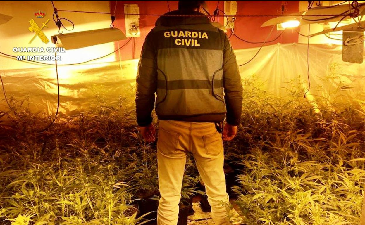 La Guardia Civil Desmantela Un Cultivo Indoor De Marihuana Y