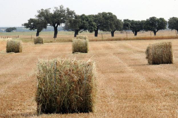 Apag Asaja Prev Positiva La Campa A De Cereal De Invierno Pese A Los