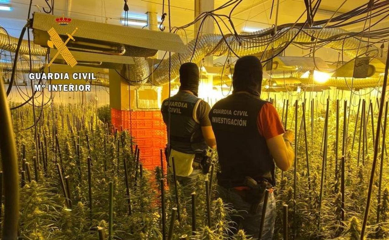 Sucesos En Extremadura Desarticulada Una Banda Que Cultivaba Marihuana