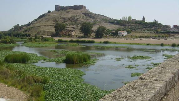 SOS Guadiana denuncia una nueva invasión de camalote a su paso por