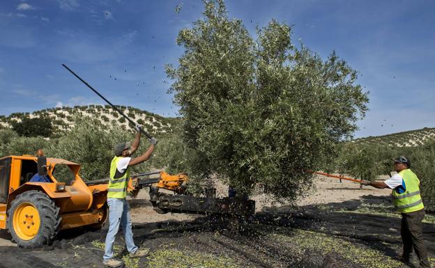 Agricultura en Jaén La Junta abre el 1 de febrero el plazo para