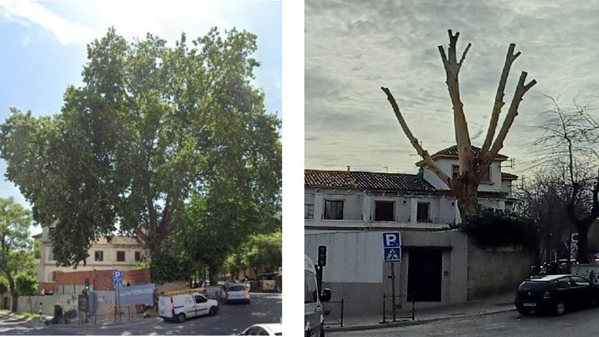 Ecologistas en Acción denuncia el destrozo de un árbol singular de