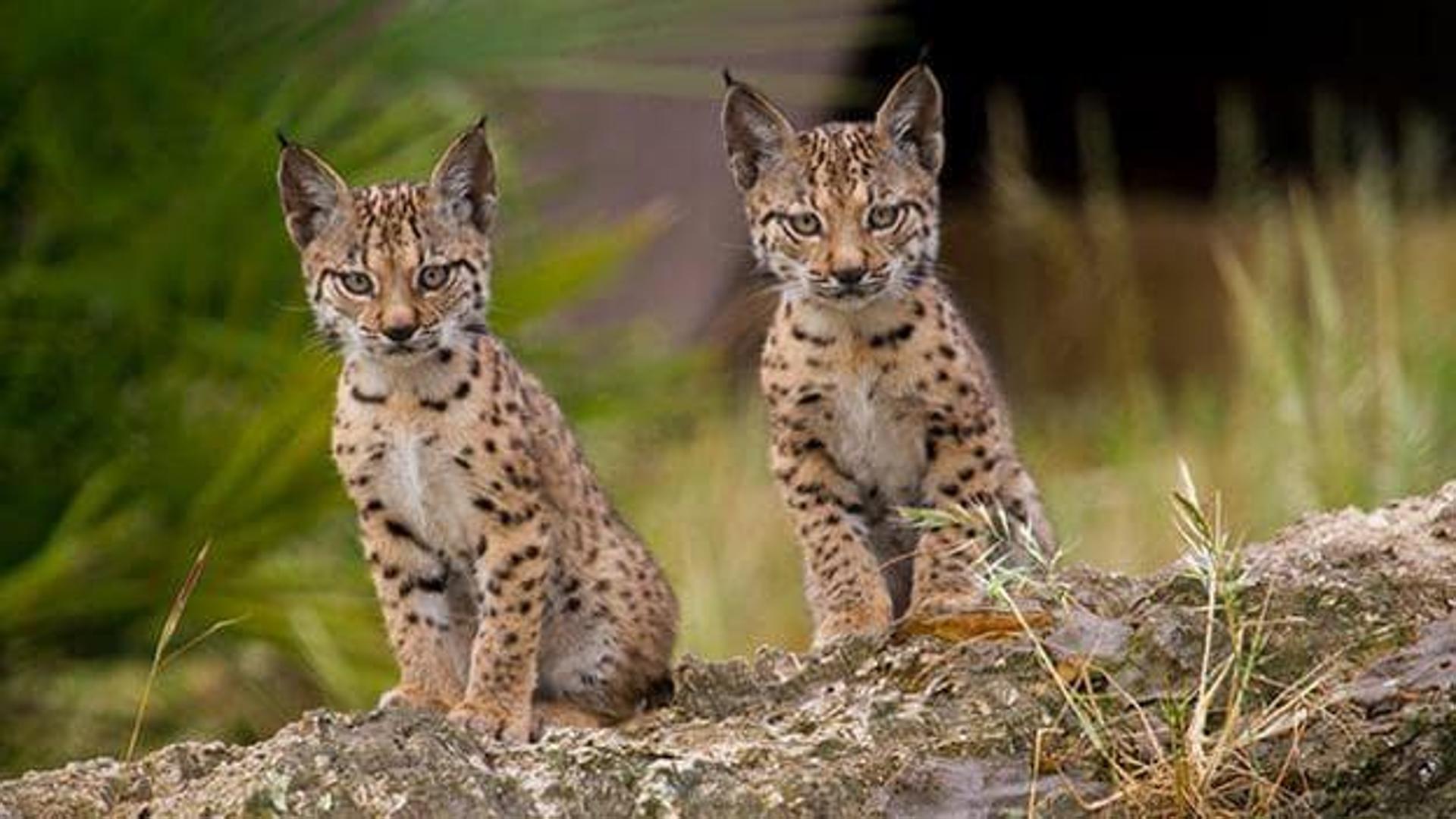 El Lince Ib Rico Hace Historia Y Deja De Ser Una Especie En Peligro