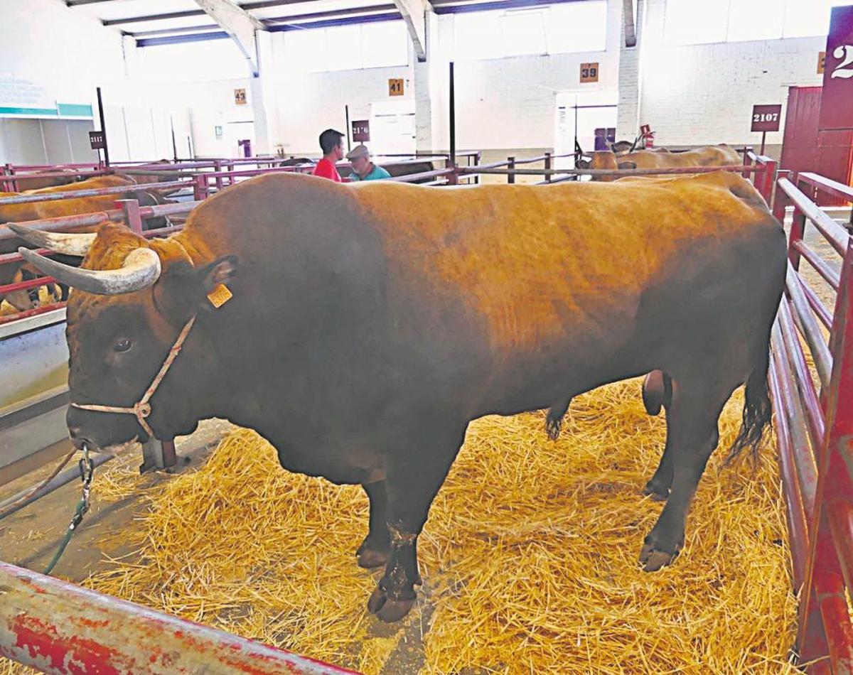 El Toro Famoso Que Tiene Hijos En Brasil La Gaceta De Salamanca