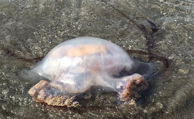 Experts warn of high numbers of jellyfish along the Costa del Sol