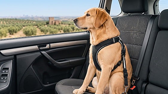 ¿Todavía no sabes llevar bien a tu mascota en el coche? Esto es lo que dice la normativa