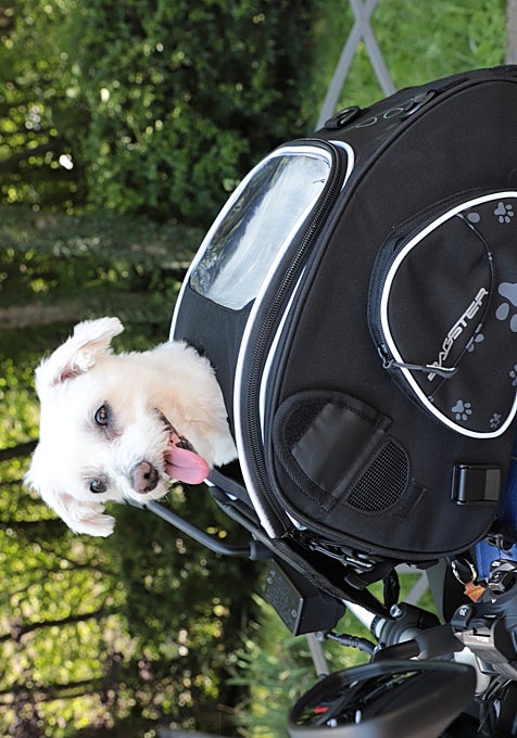 Bagster Puppy