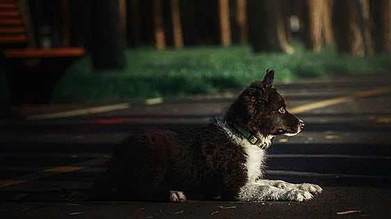 Cuidado: el cambio de hora multiplica el riesgo de atropellos a mascotas y fauna