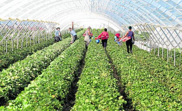 Cinco trabajadores, en pleno trabajo para recoger las fresas.