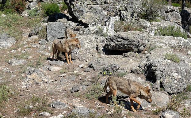 Lobos en Zamora