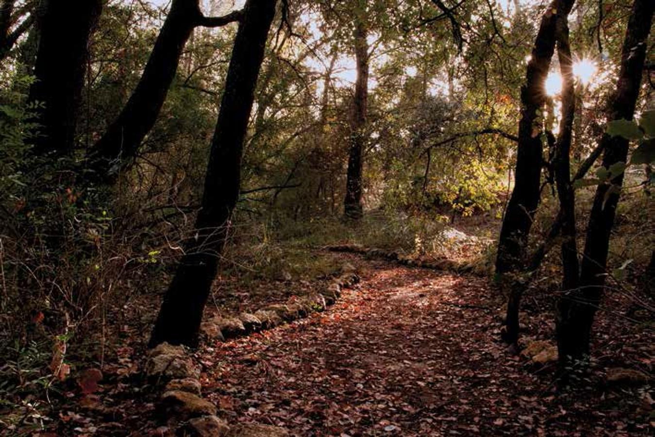 Paraje del Carrascalejo Rambla la Regidora, Bullas