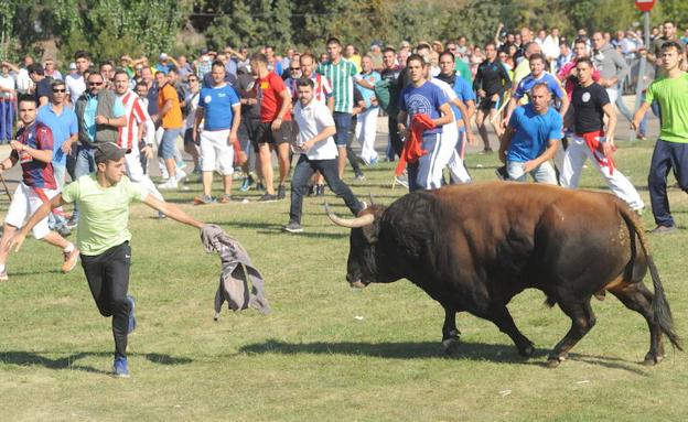 Un mozo cita al animal que protagonizó el primer encierro sin muerte del Toro de la Vega.