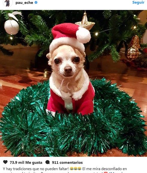 Mogwly, el perro de Paula Echevarría. 