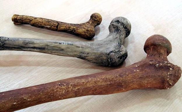 Imagen de algunos de los huesos analizados