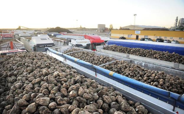 Recogida de remolacha en Acor en Olmedo (Valladolid)