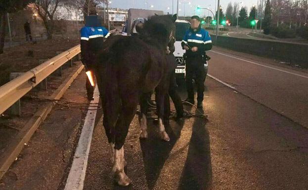 Los policías locales sujetan el caballo en la ronda este. 