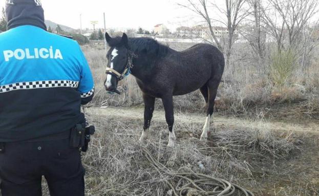 El caballo, fuera de la calzada, en los terrenos próximos a la ronda. 