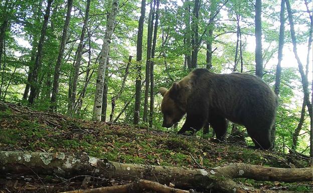 Ejemplar de oso pardo.