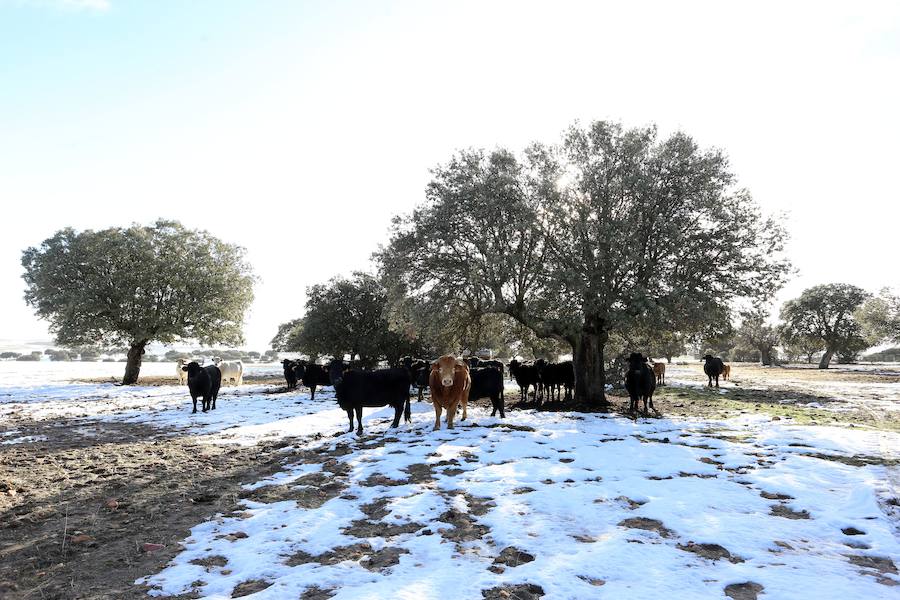 Decenas de ganaderos de extensivo de Castilla y León se afanan en llegar a sus animales para facilitar alimento después de que el temporal anegara los accesos