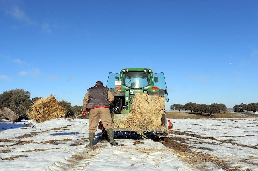 Decenas de ganaderos de extensivo de Castilla y León se afanan en llegar a sus animales para facilitar alimento después de que el temporal anegara los accesos