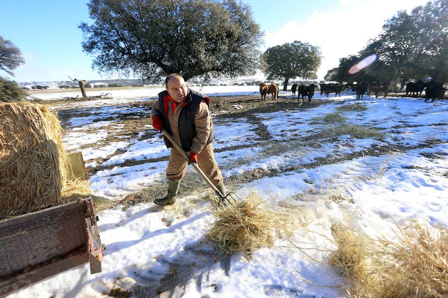 Decenas de ganaderos de extensivo de Castilla y León se afanan en llegar a sus animales para facilitar alimento después de que el temporal anegara los accesos