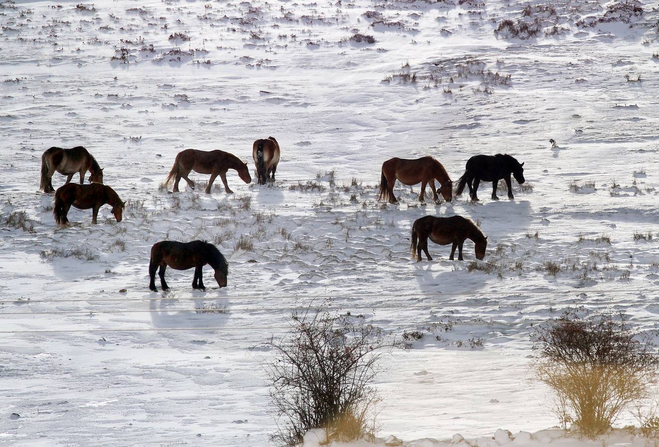 Caballos pastando en la nieve en la localidad palentina de Camasobres.