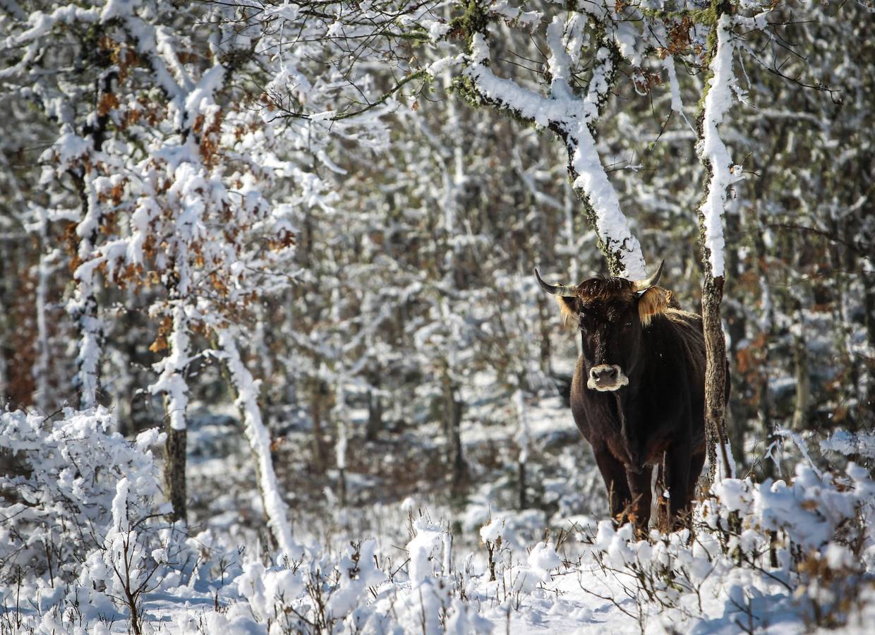 Navasfrías (Salamanca).