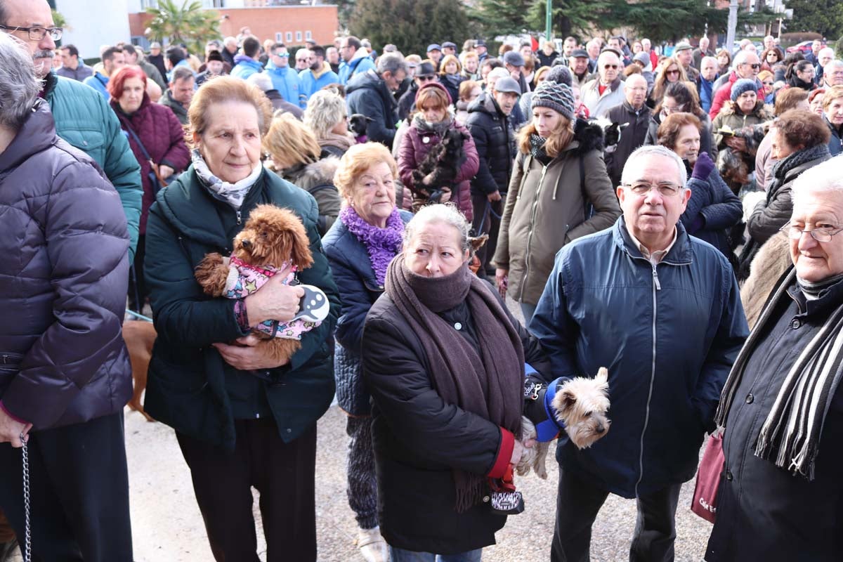 Miles de personas acuden al tradicional reparto de titos de la Cofradía de San Antón en Gamonal
