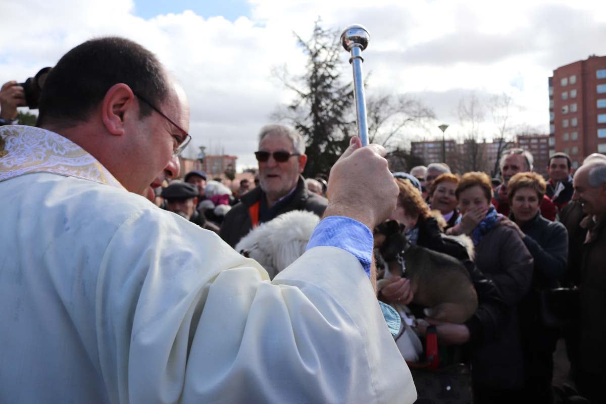 Miles de personas acuden al tradicional reparto de titos de la Cofradía de San Antón en Gamonal