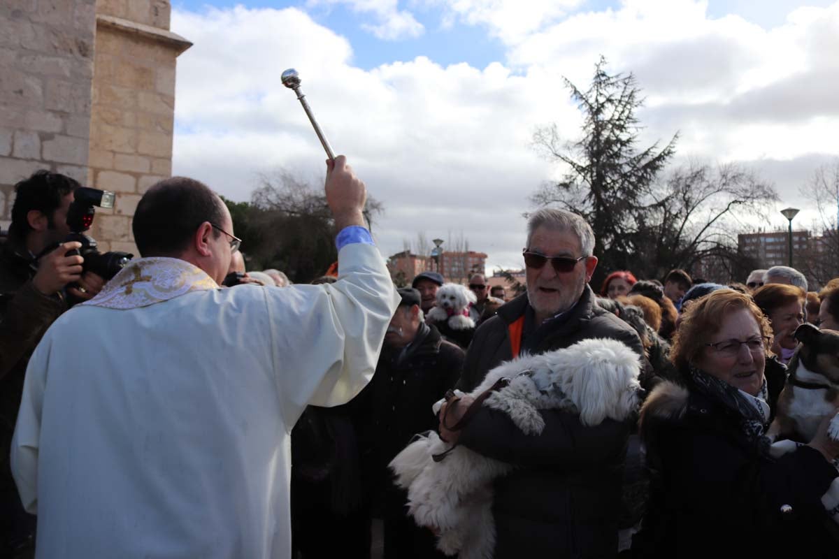 Miles de personas acuden al tradicional reparto de titos de la Cofradía de San Antón en Gamonal