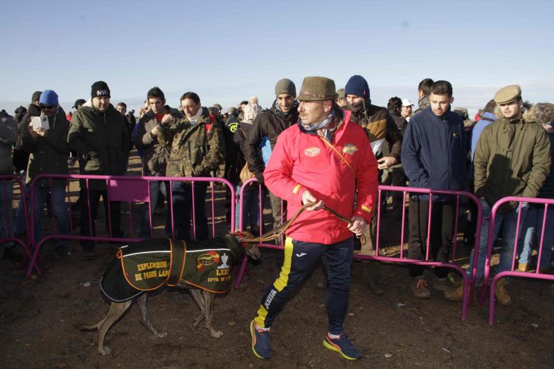 Ambiente en la carrera de galgos de este sábado en Madrigal de las Altas Torres, durante los cuartos de final del Campeonato Nacional