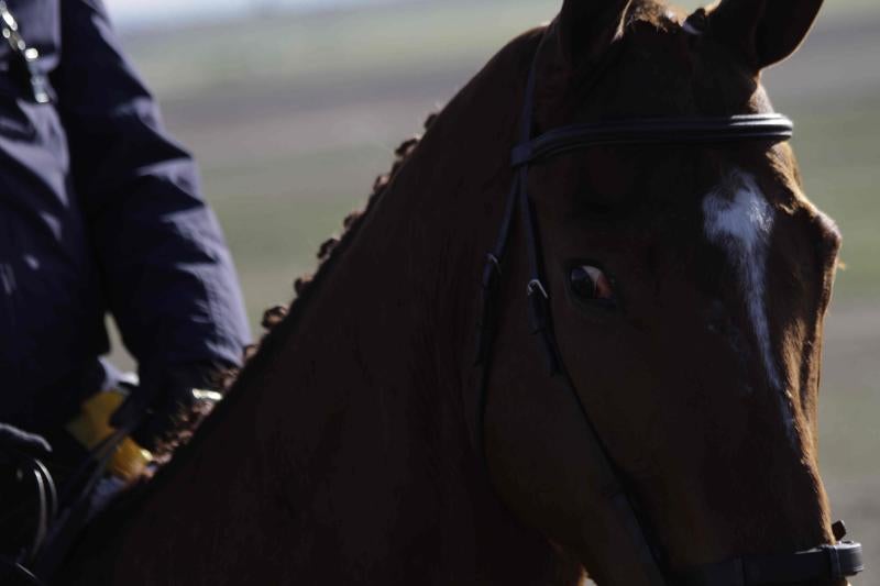 Ambiente en la carrera de galgos de este sábado en Madrigal de las Altas Torres, durante los cuartos de final del Campeonato Nacional