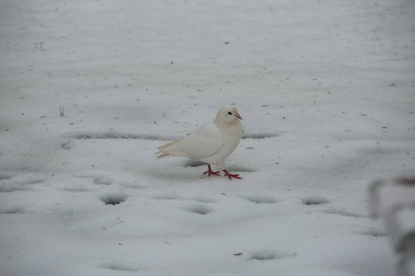 Nieve en la capital soriana.