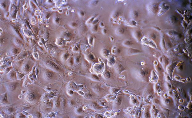 Células madre embrionarios vistas a través de un microscopio en una laboratorio.
