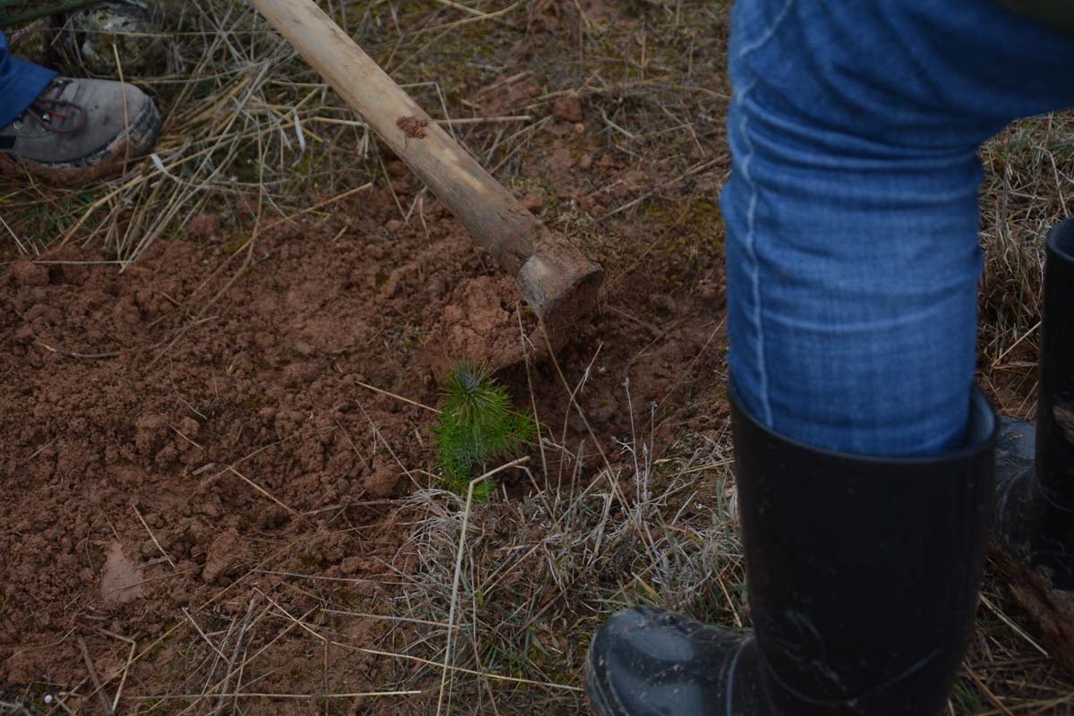 Alrededor de 200 personas se juntan en la Barriada Yagüe para repoblar la masa forestal del Monte de la Salud y el Cerro del Rey.