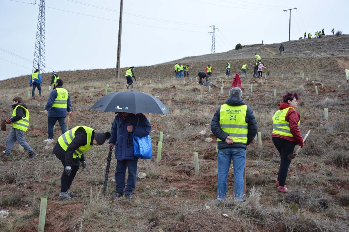 Alrededor de 200 personas se juntan en la Barriada Yagüe para repoblar la masa forestal del Monte de la Salud y el Cerro del Rey.