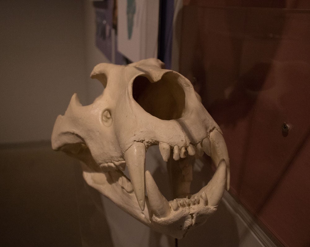 El MEH acoge hasta noviembre una muestra con el esqueleto completo de un león de las cavernas, una pieza única. La exposición se completa con fósiles de otros carnívoros