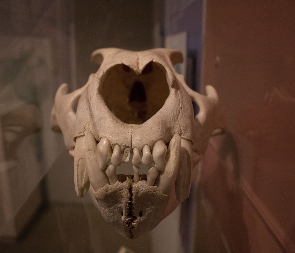 El MEH acoge hasta noviembre una muestra con el esqueleto completo de un león de las cavernas, una pieza única. La exposición se completa con fósiles de otros carnívoros