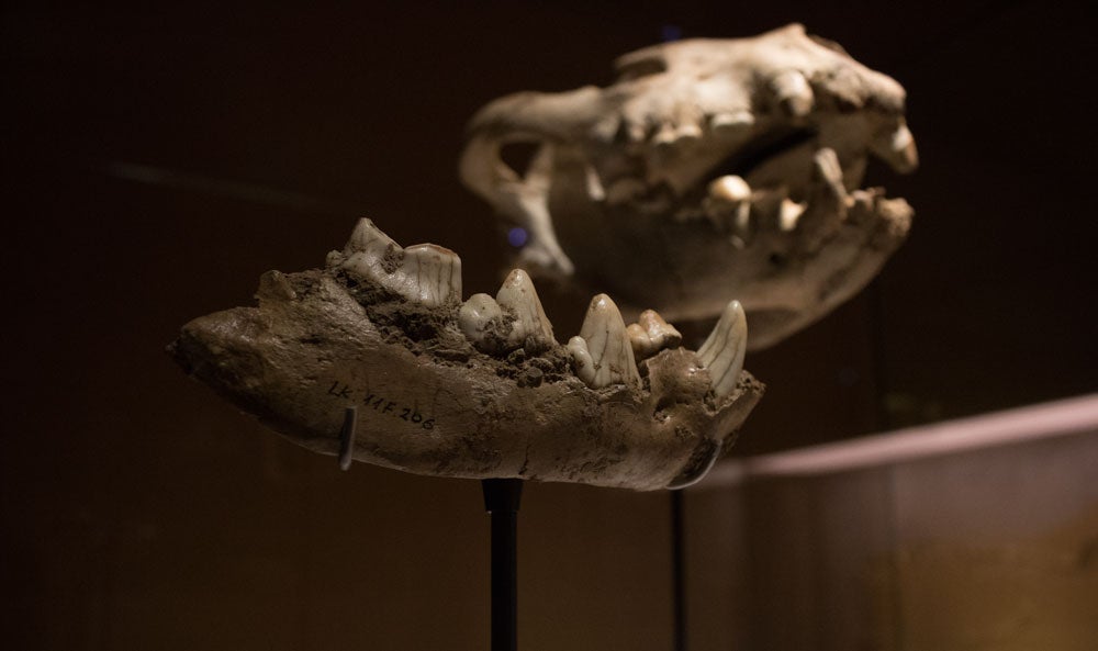 El MEH acoge hasta noviembre una muestra con el esqueleto completo de un león de las cavernas, una pieza única. La exposición se completa con fósiles de otros carnívoros