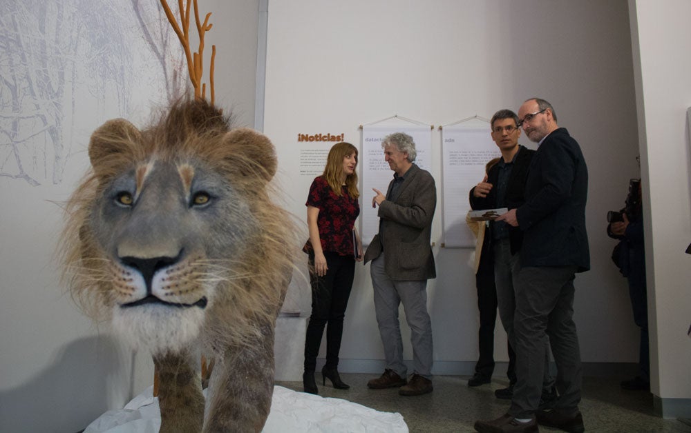 El MEH acoge hasta noviembre una muestra con el esqueleto completo de un león de las cavernas, una pieza única. La exposición se completa con fósiles de otros carnívoros