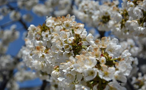 Los cerezos en flor se recortan sobre los montes cubiertos de bosque.