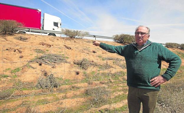 Higinio Gallego, agricultor de Morales de Toro (Zamora), muestra las madrigueras en un talud de la A-11. 