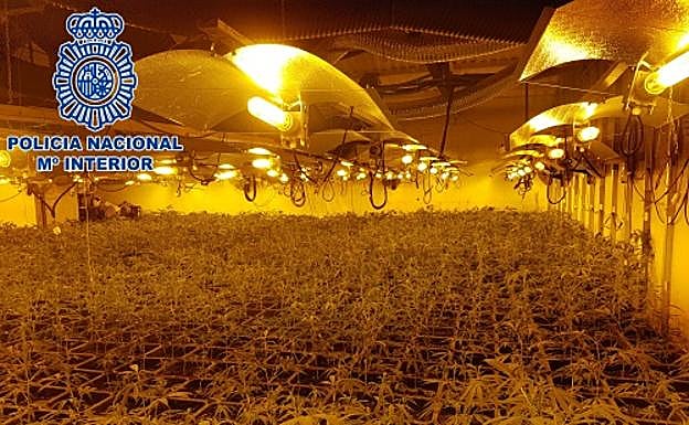 Imagen de una de las naves dedicadas al cultivo.