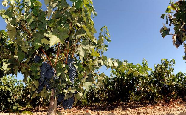 El valor de los vinos de Ribera del Duero aumenta el 8% en el mercado de EEUU